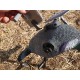 Pigeon Electrique à ailes battantes Lucky Flapper